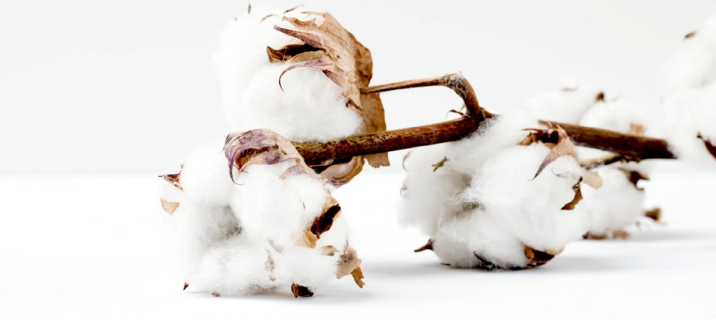 What is Calico?