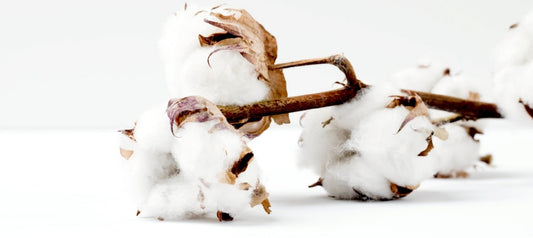 What is Calico?
